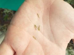 Digitaria ciliaris