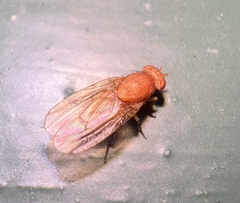 Lauxaniidae