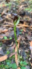 Pterostylis pedunculata