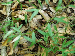 Crotalaria lanceolata