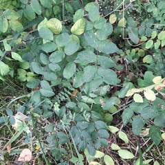 Astragalus glycyphyllos