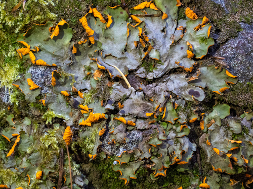 Chocolate Chip Lichen