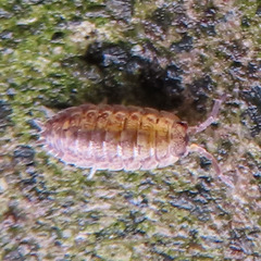 Oniscidea