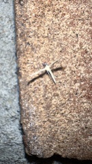 Emmelina monodactyla