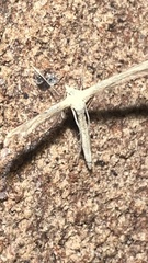 Emmelina monodactyla