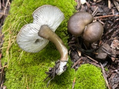 Melanoleuca