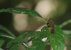 Dircenna kolijkensis