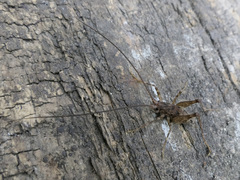 Pleioplectron simplex