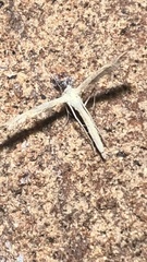 Emmelina monodactyla