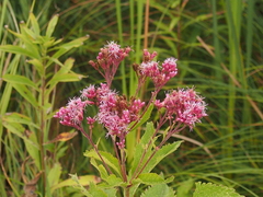 Eutrochium maculatum