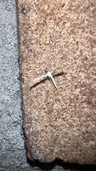 Emmelina monodactyla