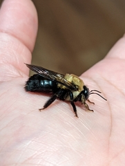 Xylocopa virginica