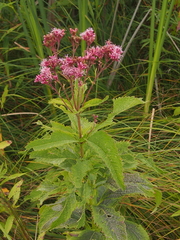 Eutrochium maculatum