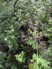 Melanoleuca