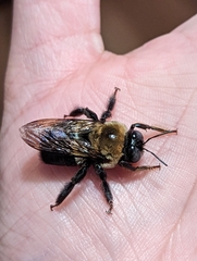 Xylocopa virginica