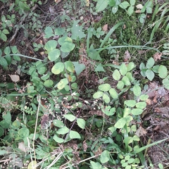 Astragalus glycyphyllos
