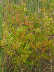 Physocarpus opulifolius