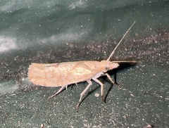Ypsolophidae