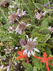 Monarda