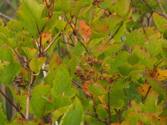 Physocarpus opulifolius