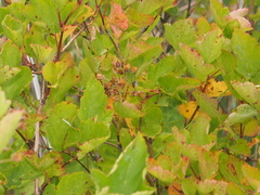 Physocarpus opulifolius