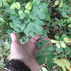 Astragalus glycyphyllos