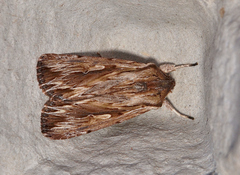 Persectania ewingii
