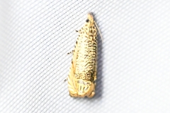 Syricoris