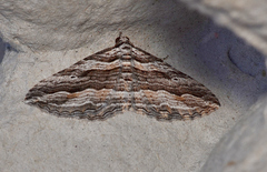Chrysolarentia severata