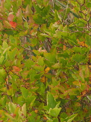 Physocarpus opulifolius