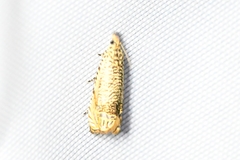 Syricoris
