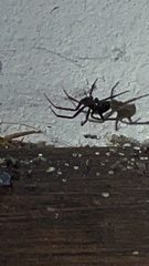 Steatoda grossa