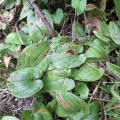 Maianthemum bifolium