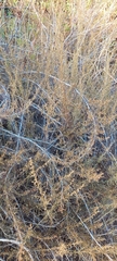 Artemisia californica