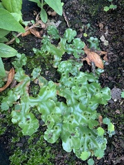 Marchantia polymorpha