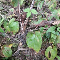 Maianthemum bifolium