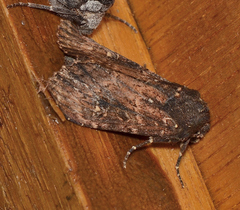 Neumichtis