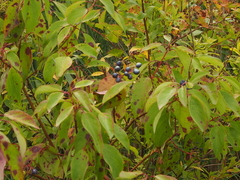 Cornus amomum