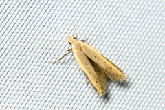 Mesophleps albilinella