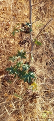 Ricinus communis