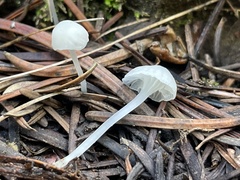 Hemimycena
