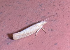 Ypsolopha cervella