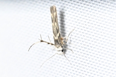 Stathmopoda