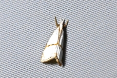 Pseudargyria interruptella