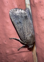 Amphipyra tragopoginis