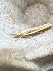 Agriphila tristella