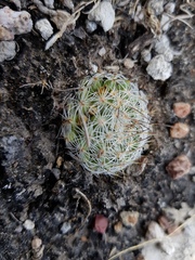 Mammillaria haageana conspicua