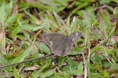 Mycalesis mineus