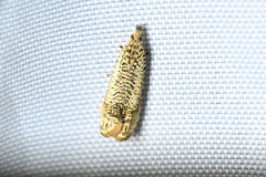 Syricoris