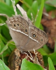 Mycalesis mineus